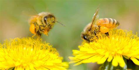 Butterflies and bees visiting flowering plants in the farm landscape