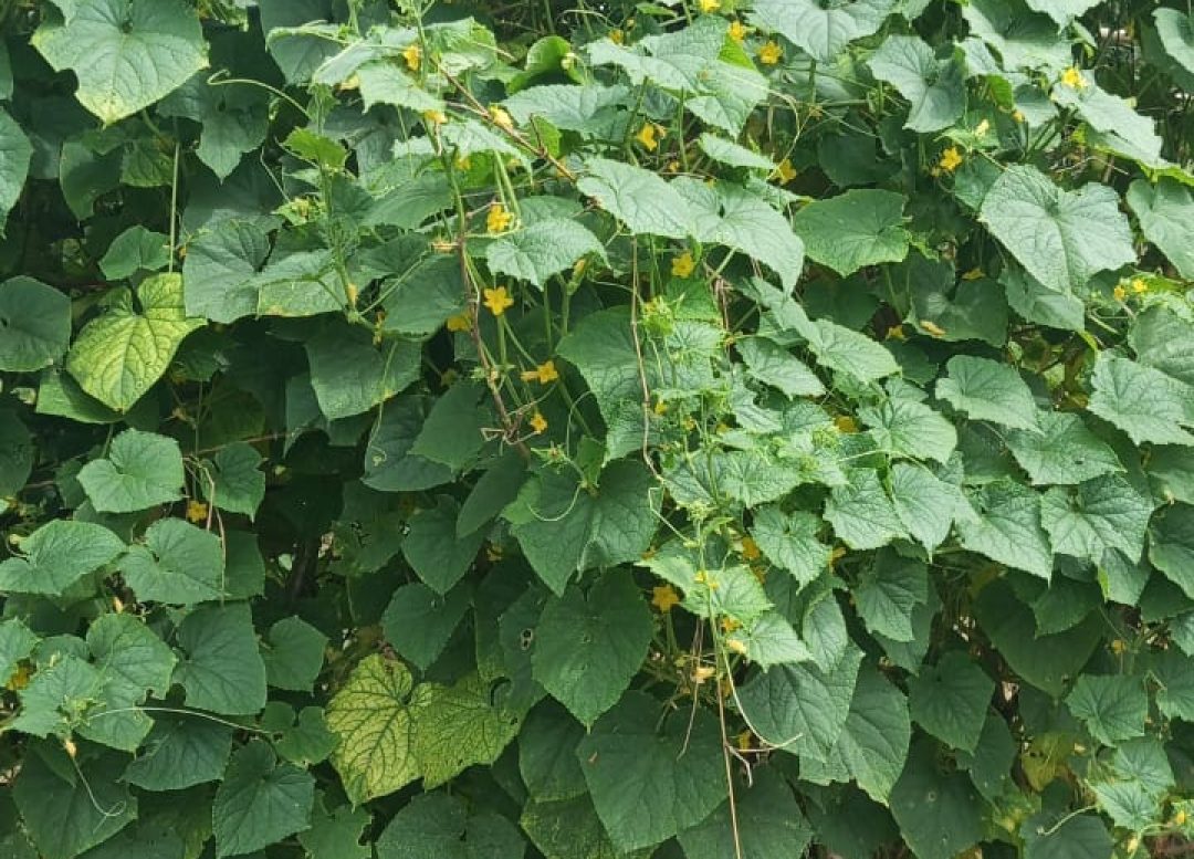 WhatsApp Image 2025-08-28 at 4.20.44 PM (1)